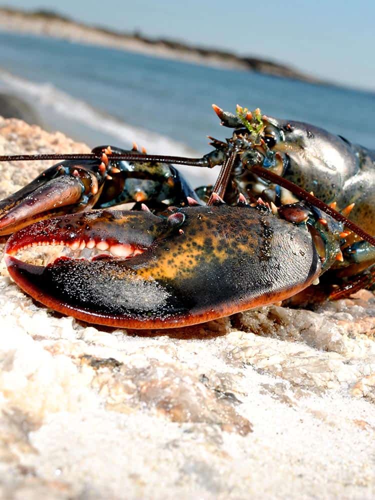 Lobster as much as you want. Nova Scotia