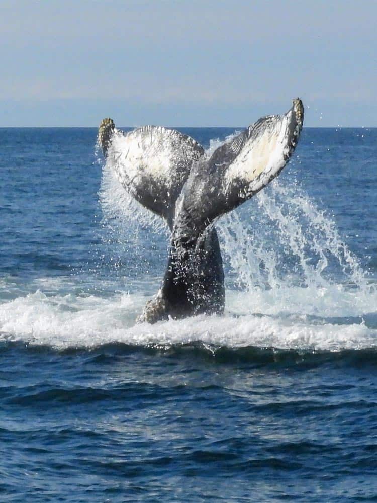 Whale Watching on Brier's Island