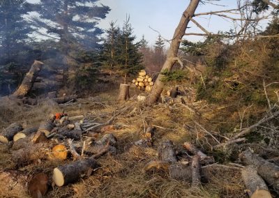 Cleaning up the woods